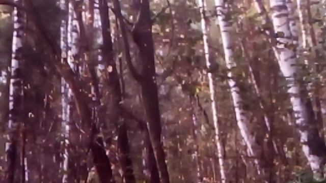 Наталья Глазунова "Суровый лес",кавер на песню автора-исполнителя Тамары Жиганковой смотреть онлайн