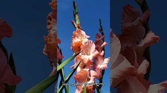 화분에 심은 Gladiolus