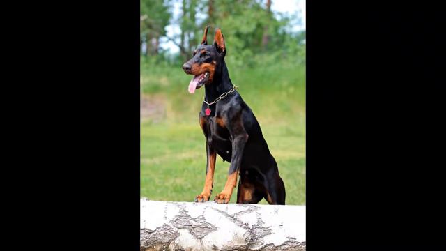 Doberman Pinscher 🐕 смотреть онлайн