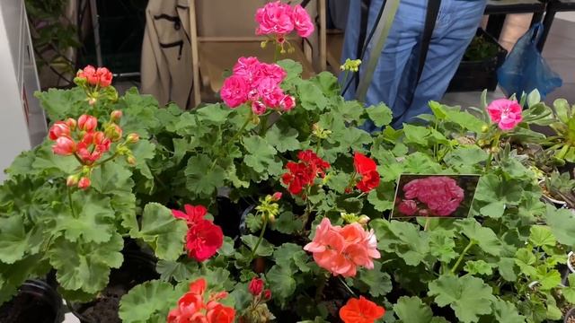 ВЫСТАВКА ЦВЕТОВ | Это надо видеть | Краснодар ТРК ГАЛАКТИКА смотреть онлайн