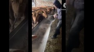 Откорм бычков ,поставил новую партию ,процесс кормления ,