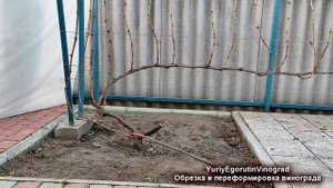 ? Как ОБРЕЗАТЬ ЛЮБОЙ  ЗАПУЩЕННЫЙ куст винограда. Просто повторите ЭТОТ ПРОСТОЙ прием! Переформировк