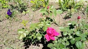 Питомник Полины Козловой! Роза Омбрэ Парфет(Ombre Parfaite)!Особенности сорта! ПЕРВОГОДКА