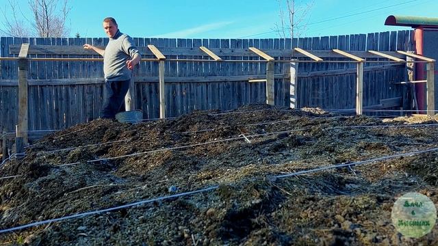 Парник своими руками. Посадка гороха и зелени. Обрезка смородины.