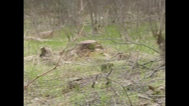 Зайчонок-настовик. Начало мая. смотреть онлайн