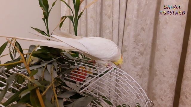 ? Почему волнистый попугай не выходит из клетки? смотреть онлайн