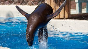 Морской котик.mp4