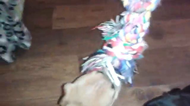 Стаффики растут, настоящие))) смотреть онлайн