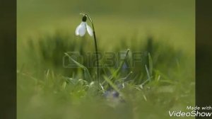 Апрель подснежник Чайковский