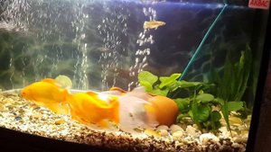 Кометы в аквариуме, золотые рыбки