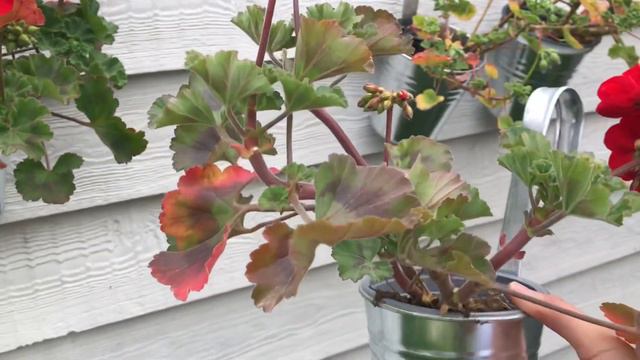 Sardunya Sonbahar Bakımı Ve Çiçek Açması için Püf Noktalar/Sardunya Bakımı/Çiçek Bakımı смотреть онлайн