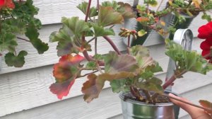 Sardunya Sonbahar Bakımı Ve Çiçek Açması için Püf Noktalar/Sardunya Bakımı/Çiçek Bakımı