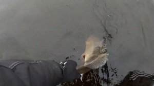 ПЕЛАГИКА БЕЗ ПАНОПТИКСа. НАЧАЛО. КАК ЛОВИТЬ ОСЕНЬЮ.  ЗАБРОС И СРАЗУ БОНУС!!! 21.10.2023. ЧАСТЬ 1.