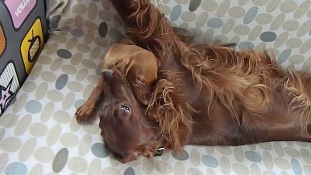 DSCN5099 смотреть онлайн