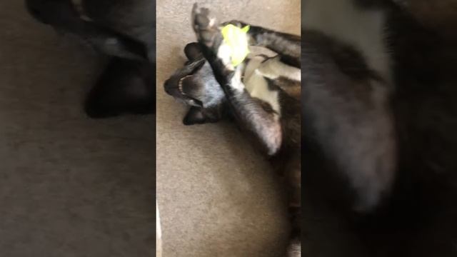 Tennis ball juggler - Staffy ball teckers