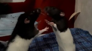 Крысы дерутся!