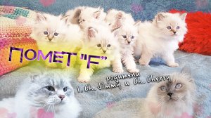 Питомник Маскарадный вальс / Котята из помета F / родители Ch. Cherry и I.Ch. Jimmy Maskarade Valse