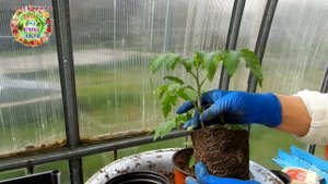 Томаты собираются цвести! Что делать? Как приостановить рост рассады, если до высадки еще три недел