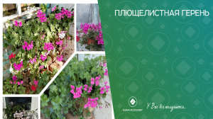 Плющелистная пеларгония ( герань)