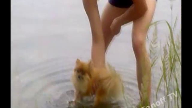 Шпицуля учится плавать