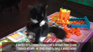 Музей кота встречает гостей