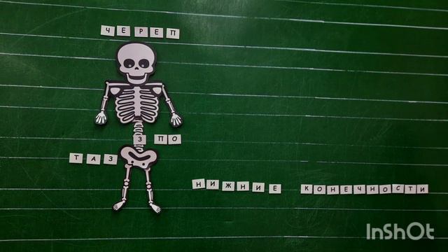 1701616414164 Строение человека Скелет смотреть онлайн