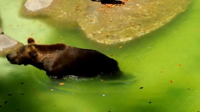 АФИГЕТЬ!!!ЭТО КРУТО RIO DE JANEIRO ZOO смотреть онлайн