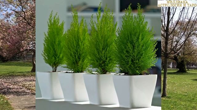 Эти цветы приносят проблемы. Их нельзя держать дома! смотреть онлайн