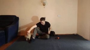 ПОМЕРАНСКИЙ ШПИЦ | КАК ДРЕССИРОВАТЬ ПОМЕРАНСКОГО ШПИЦА | ДРЕССИРОВКА СОБАК