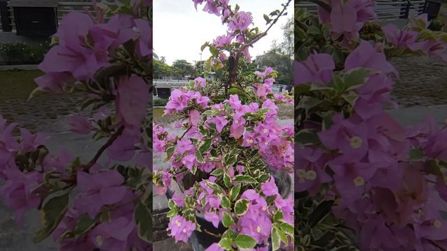 Relaxing With Flowers #BougenvilleaSpectabillis #RainSounds  #FlowerPhotography #Trending #Viral