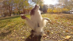 Бордер колли прогулка