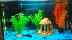 неон как аквариумная рыбка