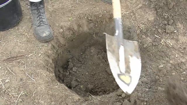 Посадка саженцев плодовоягодных для чайников