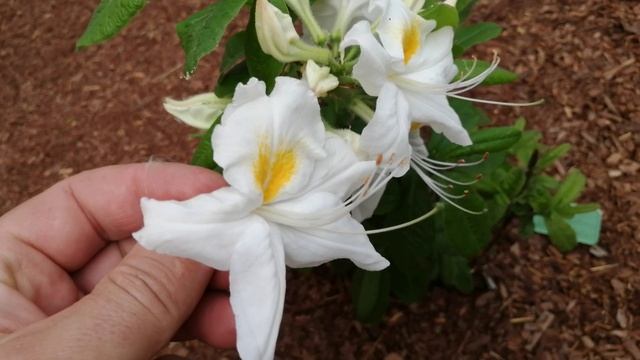 ЯРКОЕ ЦВЕТЕНИЕ 22. ЛИСТОПАДНЫЕ РОДОДЕНДРОНЫ.