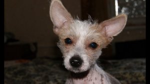 Заговорил Фунтик