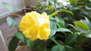 Botanical name: Monocostus uniflorus 🌼 Common name: Lemon Ginger or Yellow Spiral Ginger 🌼