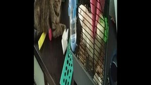 Кошка и крыс 2