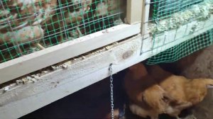 Зимний курятник (обзорное видео)