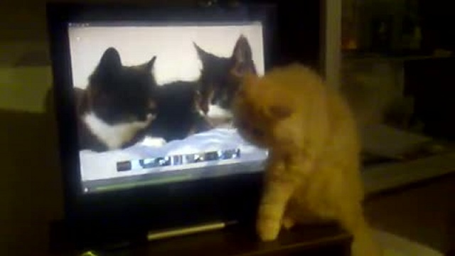 Третий лишний.