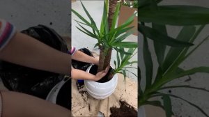 Как пересадить юкку - крупномеры в пересадке