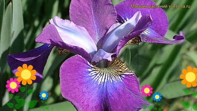 Ирис сибирский Контраст ин Стайлз. Краткий обзор, описание iris sibirica Contrast in Styles смотреть онлайн