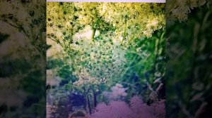 Белоголовник: лечебные свойства и противопоказания.🌿