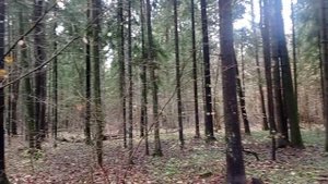 ДЕСНА. Оздоровительный комплекс