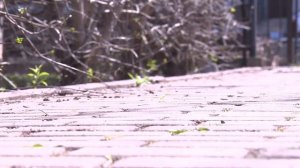 Живая изгородь из колючего боярышника