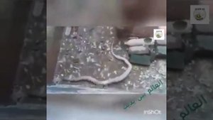 МУЧЕНИЕ В МАГИЛЕ / Torment in the grave