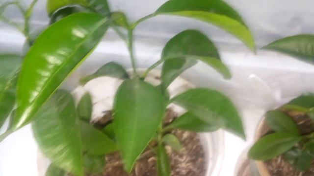 УХОД ЗА ЦИТРУСАМИ В ДОМАШНИХ УСЛОВИЯХ смотреть онлайн