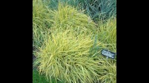 ЛИСОХВОСТ  (ALOPECURUS)  сем. Злаки