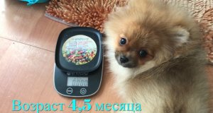 Вес щенка шпица в 4,5 месяца