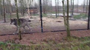 Волчица Лилу и волк Акела с канала Black Canadian Wolf.