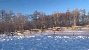 Уникальная Якутская порода лошадей